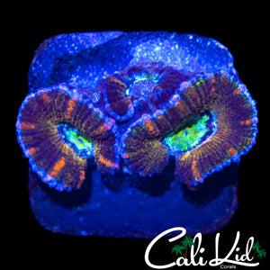 RAINBOW ACAN MORPH TRIPLE