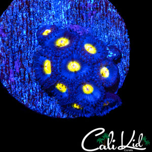 AOI ZOA COLONY