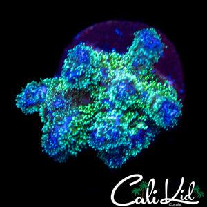 BI COLOR STYLOPHORA