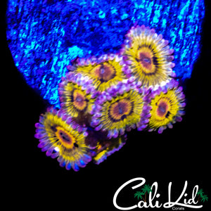 STRATOCASTER ZOA MINI COLONY