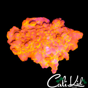 FLAMIN SETOSA