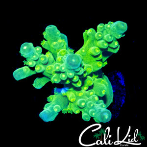 CHUNKY GREEN SLIMER