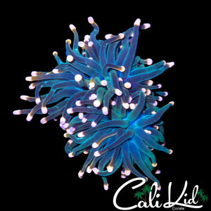 AQUACULTURED FLARE TENTACLE TORCH
