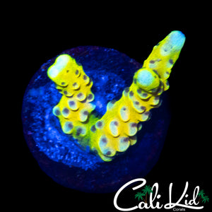 RRC GOLDEN ROD GRAFTED ANACROPORA