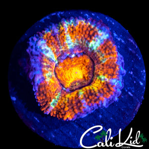 FLAMIN RAINBOW ACAN LORD