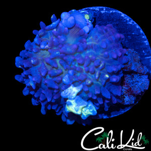 CK BLUE BALLZ BOUNCE MUSHROOM
