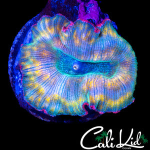 SUPER RARE RAINBOW DISCOSOMA SHROOM