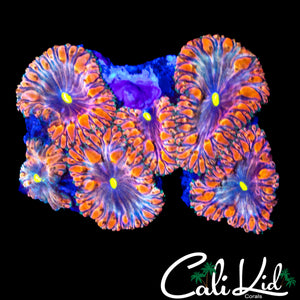 BEAUTIFUL RAINBOW BLASTO MINI COLONY W/ PURPLE
