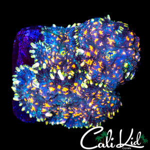 CK UNRELEASED MUSHROOM MINI ROCK