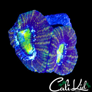 TRI COLOR BOWERBANKI DOUBLE
