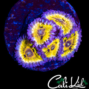 STRATOCASTER ZOA MINI COLONY