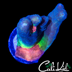 BIG EYE RAINBOW PECTINIA