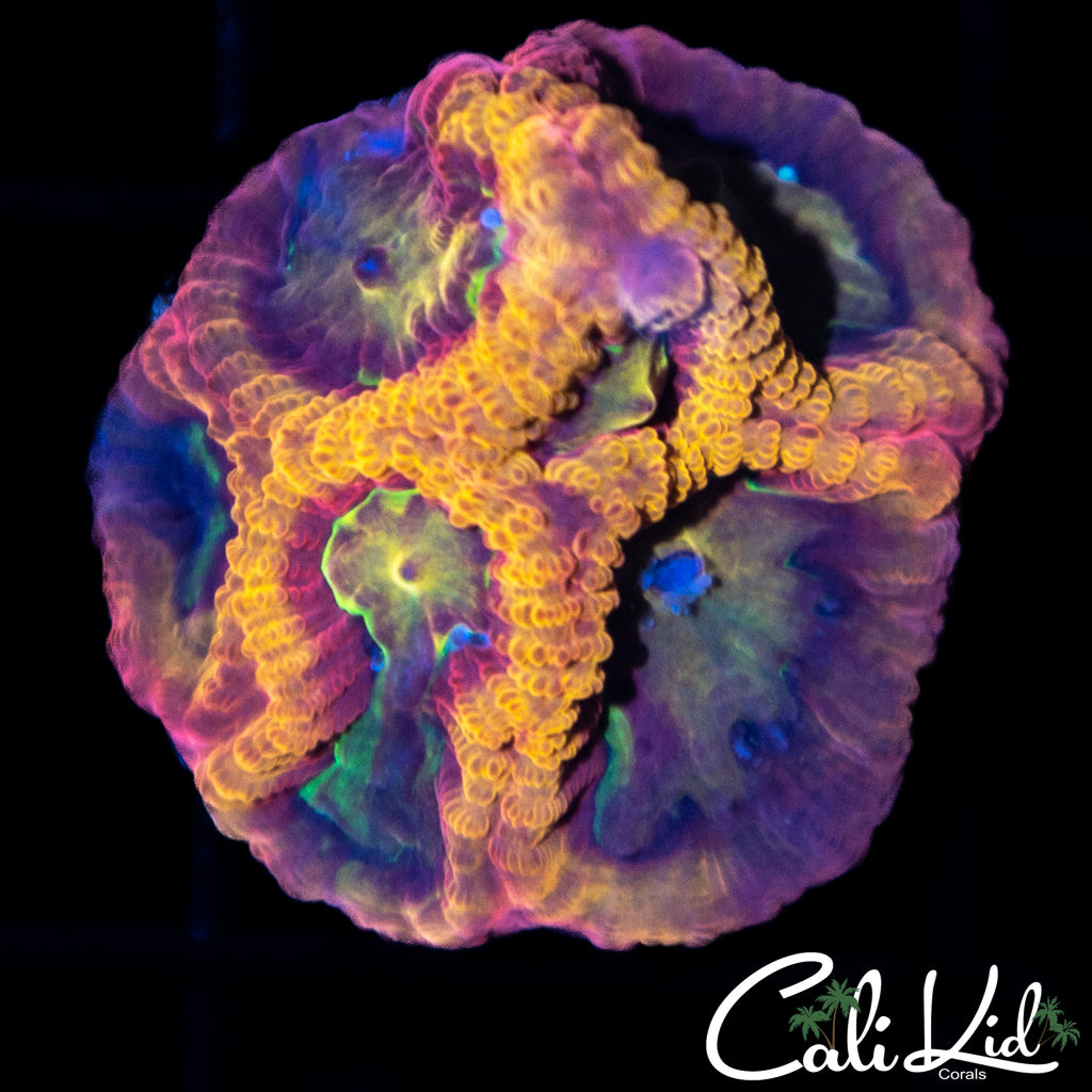 Pandemic Favia
