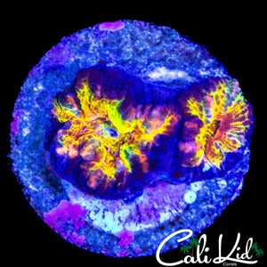ULTIMATE RAINBOW ACAN DOUBLE