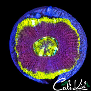XL ASIAN ACAN