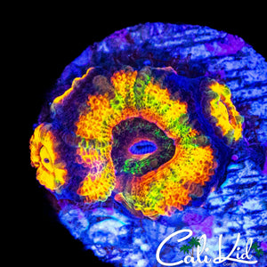 RAINBOW ACAN QUAD