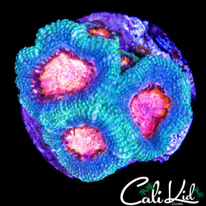 PINK EYE MICROMUSSA