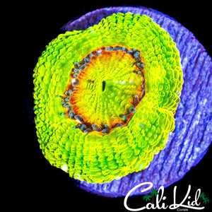 BSA KILL SHOT ACAN
