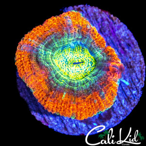 RARE ASIAN ACAN