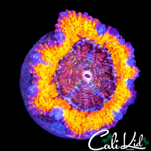 MYSTERY ACAN LORD