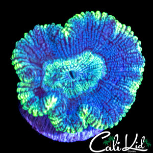 XL AQUA ACAN