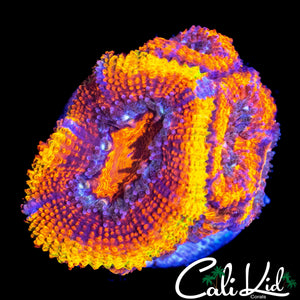 RAINBOW RINGS ACAN MINI COLONY