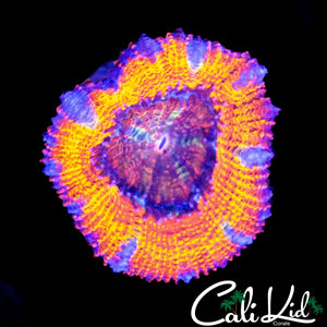 ULTRA RAINBOW ACAN