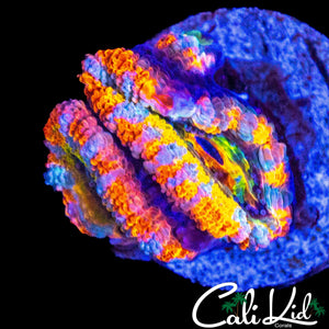 BONKERZ RAINBOW ACAN DOUBLE