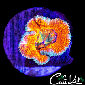 MYSTERY ACAN