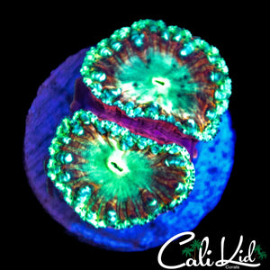 CK UNRELEASED BLASTO DOUBLE