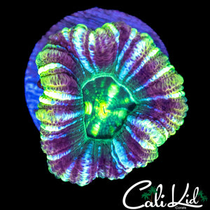 LARGE ULTRA STRIPE ACAN