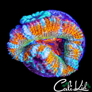 RARE COLORED ACAN DOUBLE
