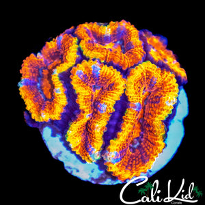 ULTRA RAINBOW ACAN MINI COLONY