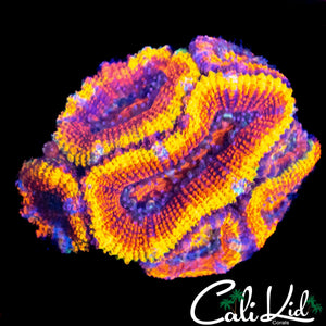 ULTRA RAINBOW ACAN MINI COLONY