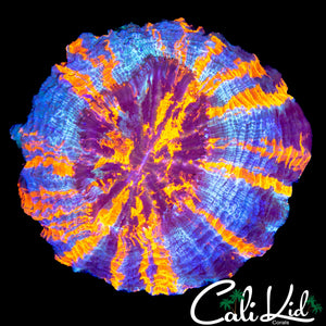 SUPERMAN TYPE ACANTHO