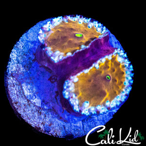 CK UNRELEASED BLASTO DOUBLE