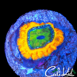 ONE OF A KIND ACAN