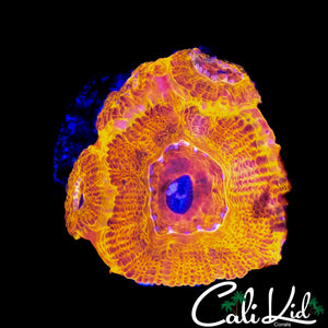 FLAMETHROWER TYPE ACAN MINI COLONY