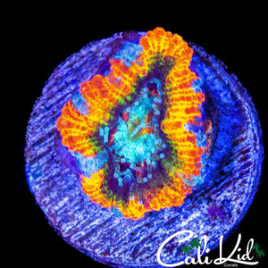 CLOWN RIM ACAN