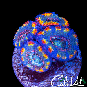 RAINBOW SLICE ACAN QUAD