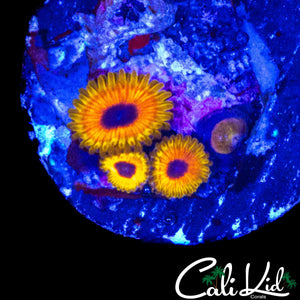 GREAT OWL ZOA TRIPLE