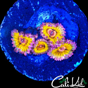 STRATOCASTER TYPE ZOA QUAD