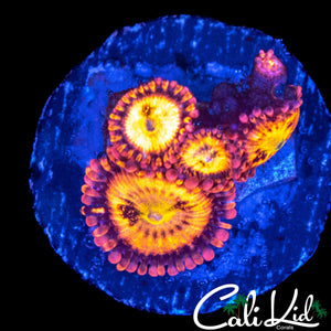 SAKURA TYPE ZOA QUAD