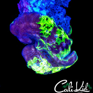 BEAUTIFUL PATTERN KRYPTONITE MUSHROOM