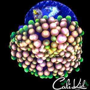 CK GRAPE ST BOUNCE RIC