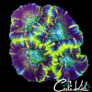 ULTRA ACAN QUAD