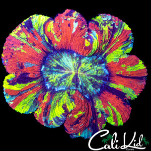 ULTIMATE RAINBOW TRACHY