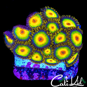 RASTA ZOA COLONY