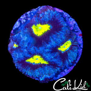 YELLOW EYE MICROMUSSA