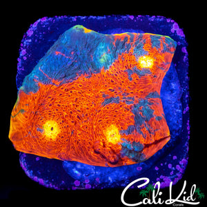 RAINBOW RIM CHALICE CHUNK
